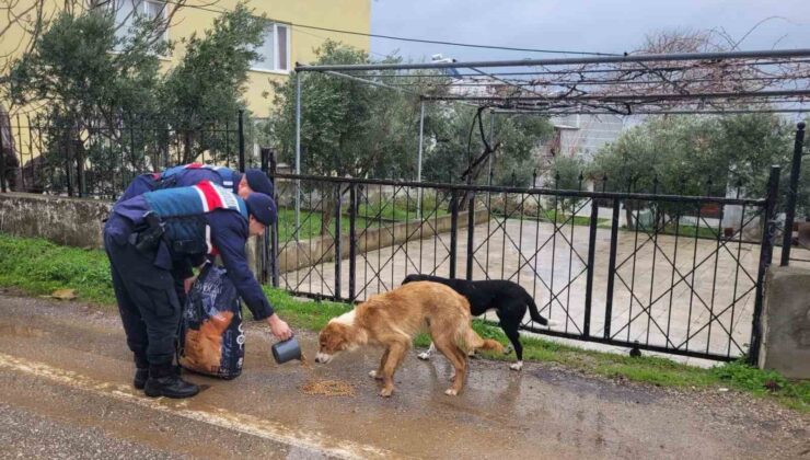 Jandarma sokak hayvanlarının yanında mücadele veriyor