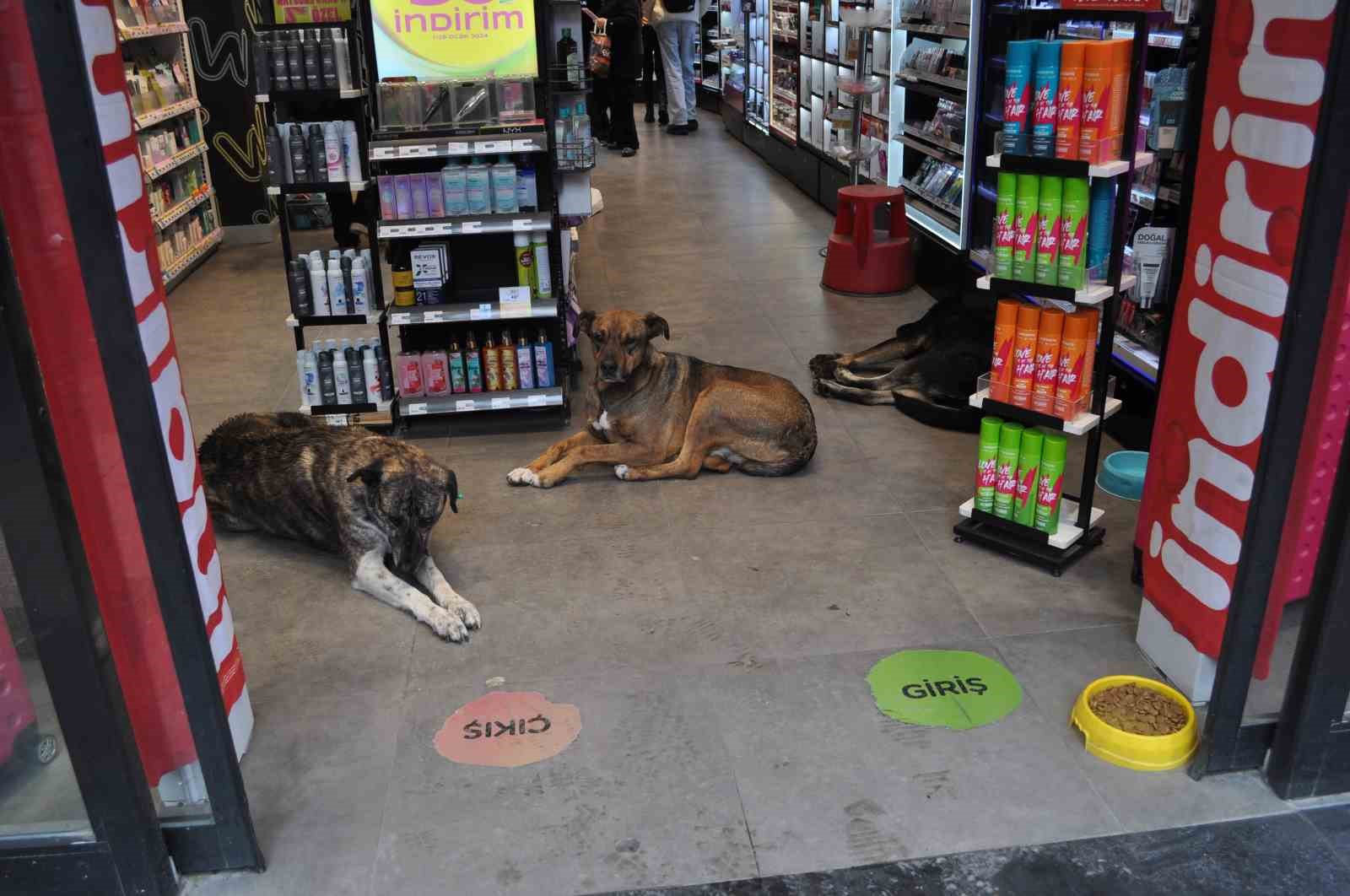 Soğuk havada üşüyen köpekler, sıcak işletmelere sığınarak sıcaklığın tadını çıkardı