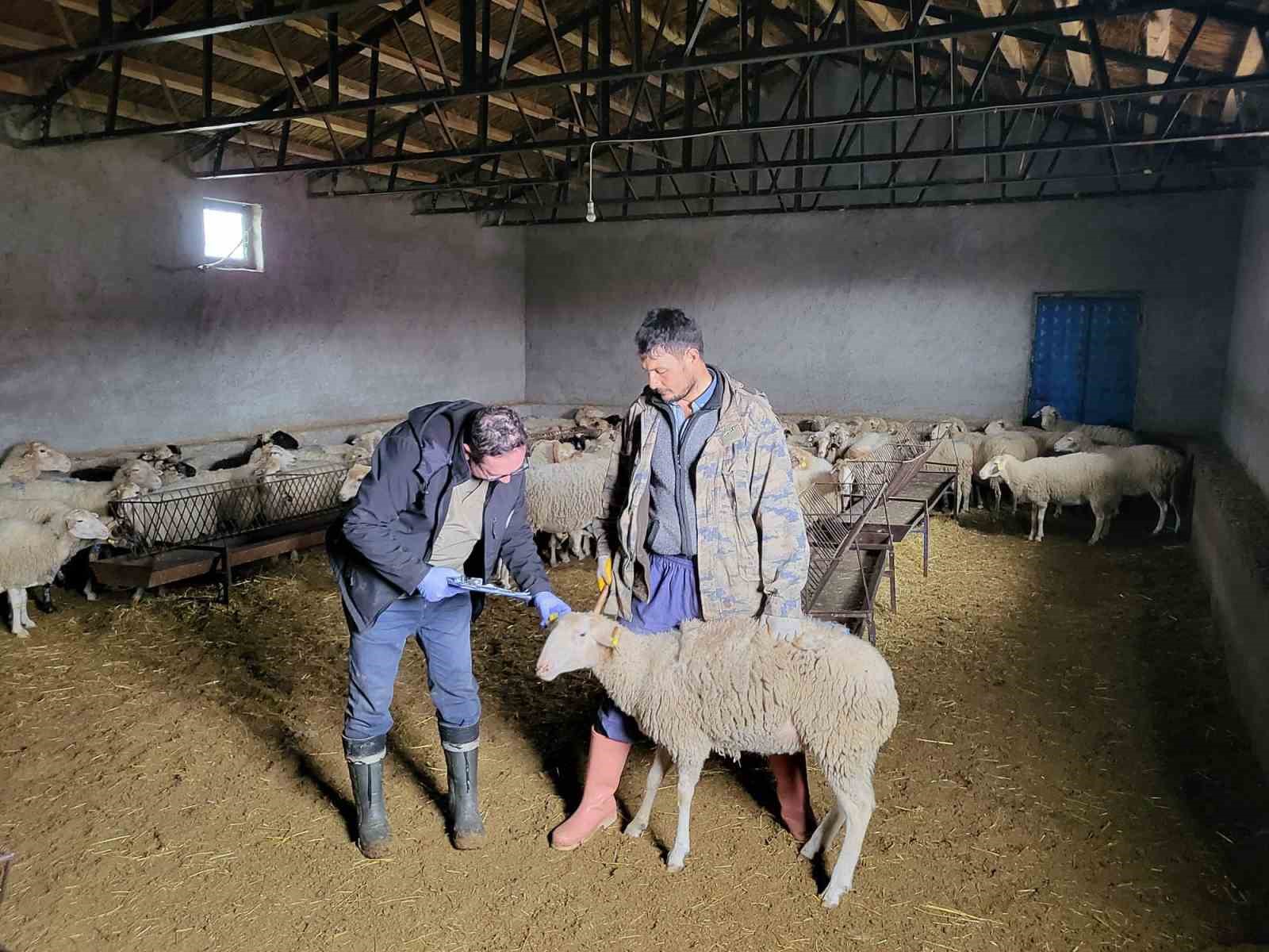 Bayat ilçesinde anaç koyunların tespit edilmesi ve aşılaması için çalışma başlatıldı