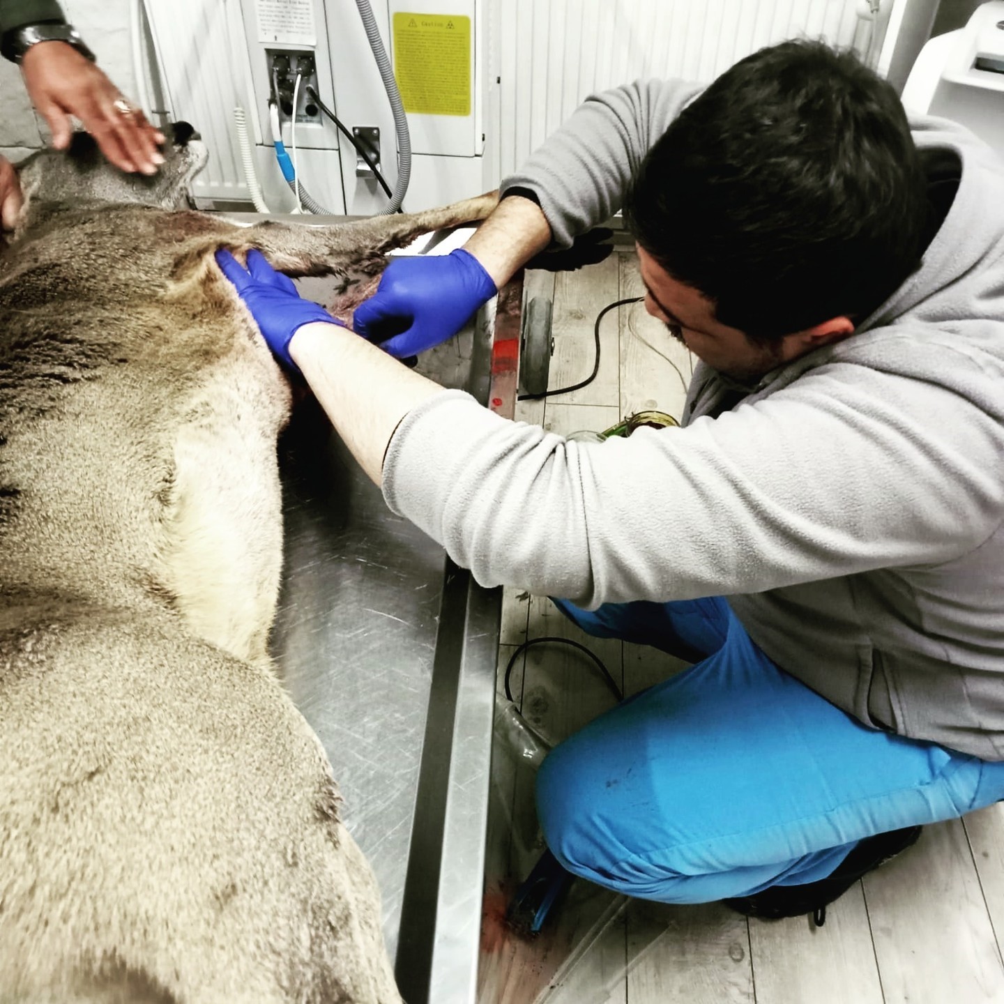 Köpek saldırısına maruz kalan yaralı karaca, tedavi edilip doğaya bırakıldı.