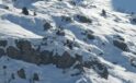 Doğada Gözüne Keşif Yapan Dağ Keçileri Erzincan’da Karlarla Kaplı Dağları Aşıyor