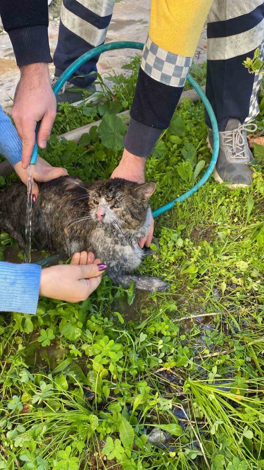 Ev yangınından 2 kedi itfaiye ekiplerince kurtarıldı