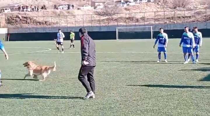 Sahaya dalan köpek futbol maçını baltaladı