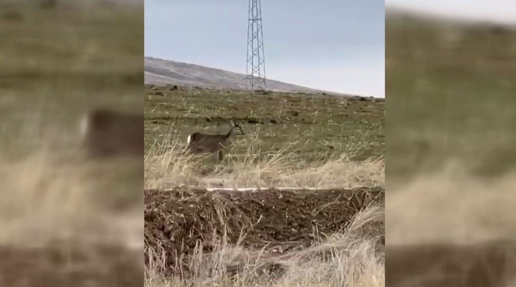 Bayburt’ta yalnız dolaşan karaca, gözler önüne serildi