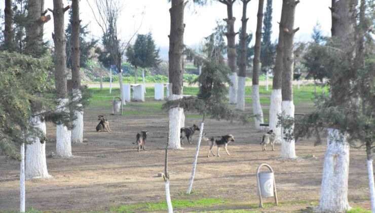 Başkan Kaya: “İncirliova kimsenin köpek bırakma alanı değil”