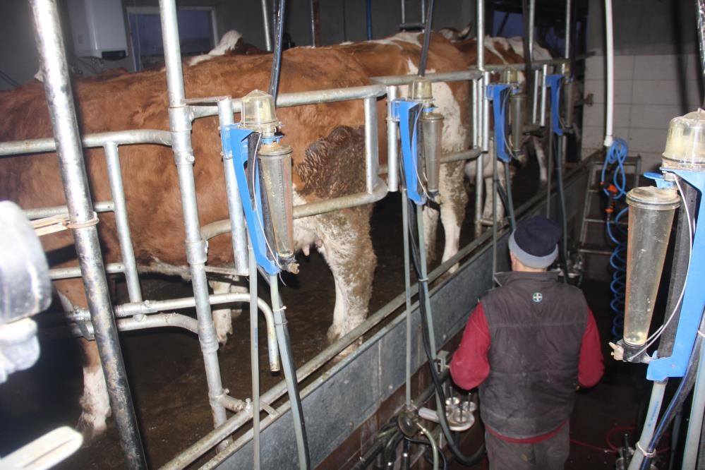Ticari süt işletmelerinden toplanan inek sütü miktarı yüzde 12,8 oranında arttı