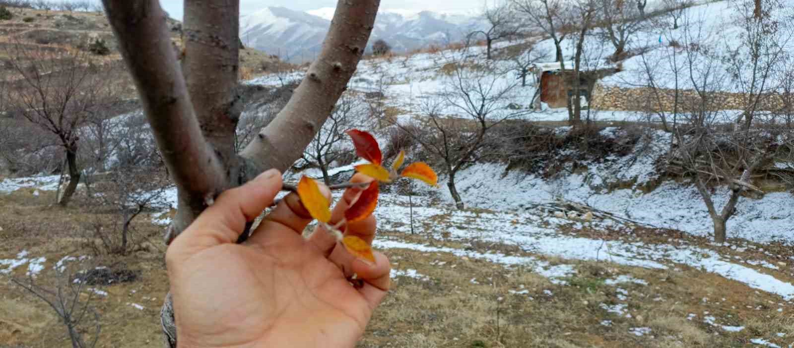 Aralık Ayında Yaprak Veren Elazığ’da Elma Ağaçları Şaşırtıyor