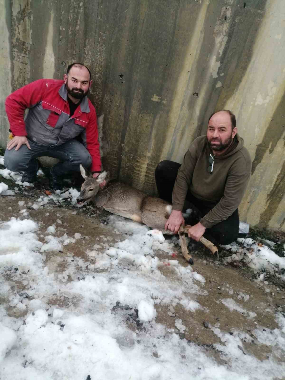 Yaralı karaca, tedavi edilerek koruma altına alındı