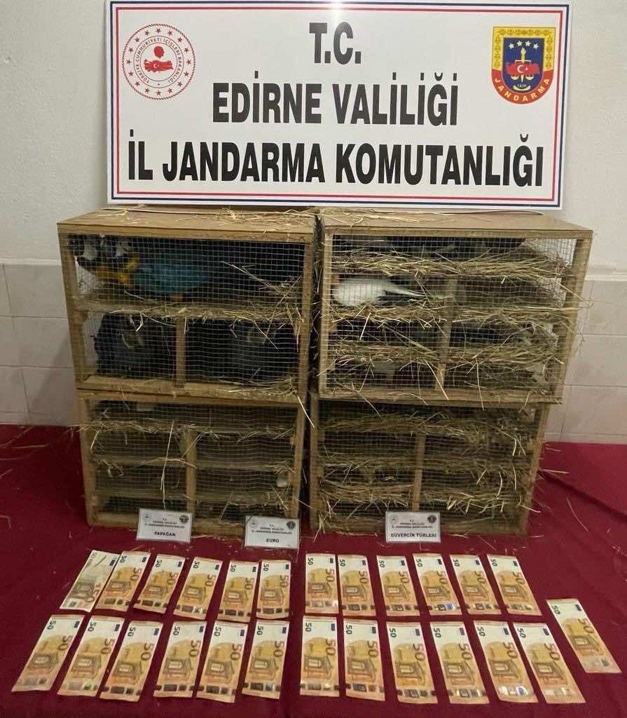 Jandarma Kontrolünde 124 Kaçak Kuş Yakalandı