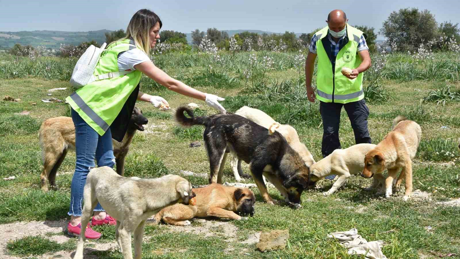 İstanbul Büyükşehir Belediyesi, Can Dostlar İçin Şefkat Gösteriyor