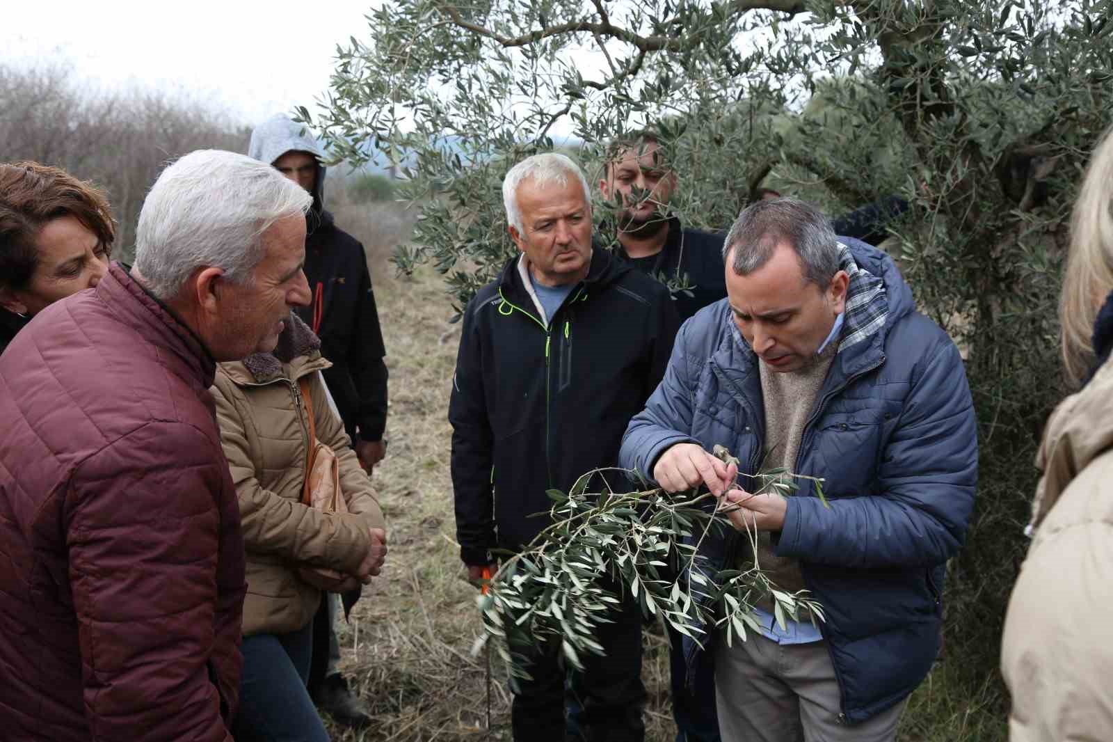 Vakitlerini Verimli Kullananlar İçin İdeal Fırsat: Yaşam Köyü Toprak Okulu’nda Zeytin Budama Eğitimleri