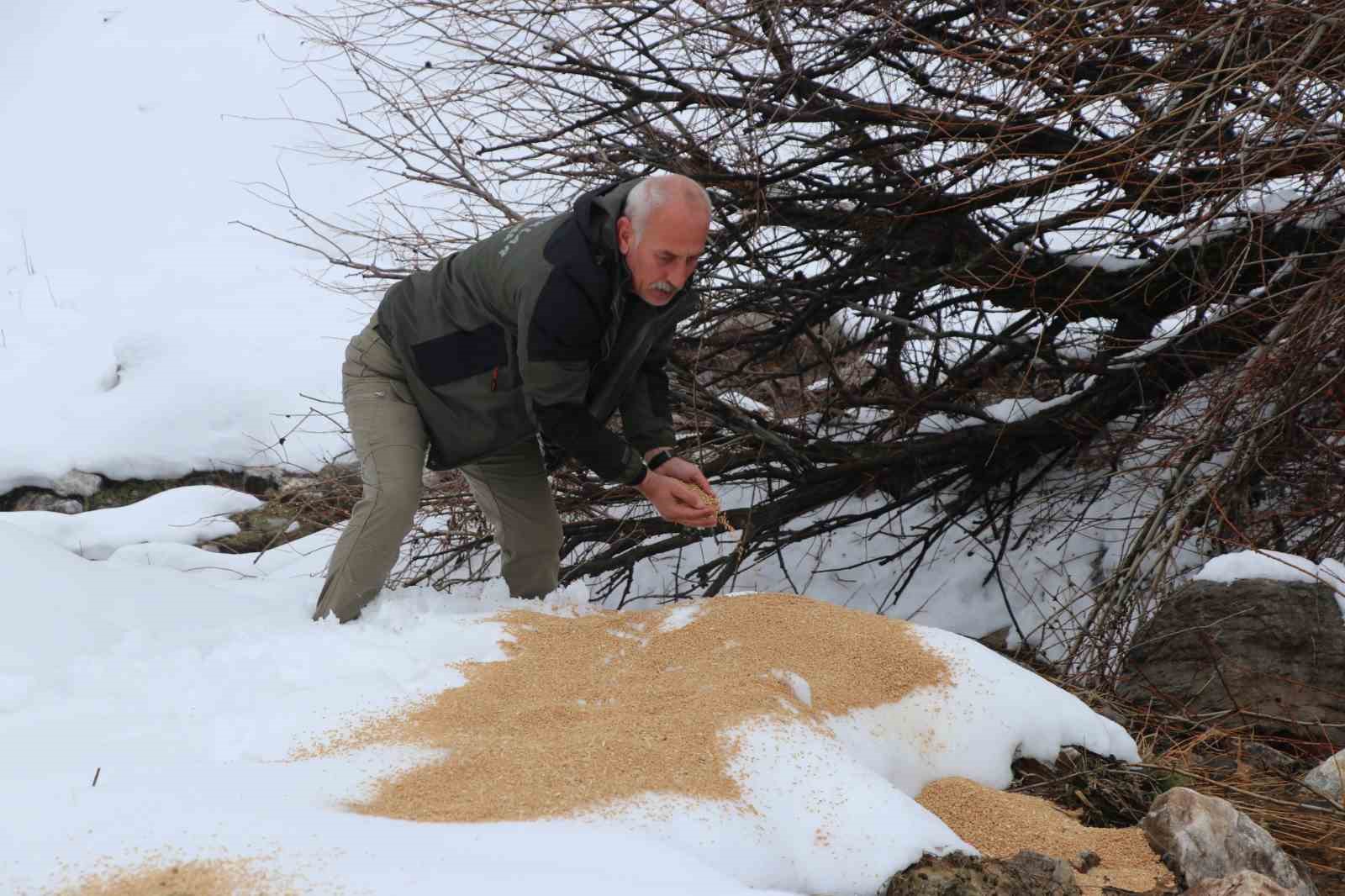 Siirt’te kar kaplı vahşi hayvanlara yiyecek desteği sağlandı