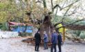 Erenler Kavağı, Kale’nin 8 asırlık ve 13 metre çapındaki anıt ağacı olarak korunacak.