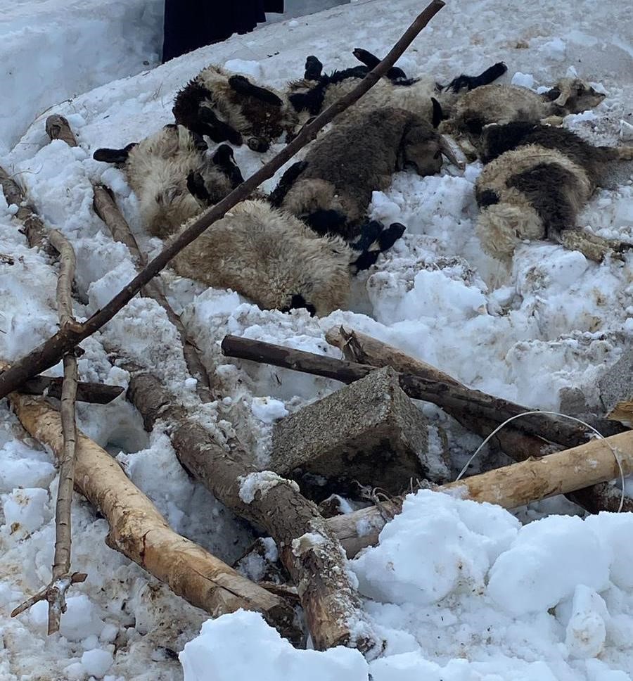 Şemdinli’de kar nedeniyle çöken ahırda 7 küçükbaş hayvan telef oldu