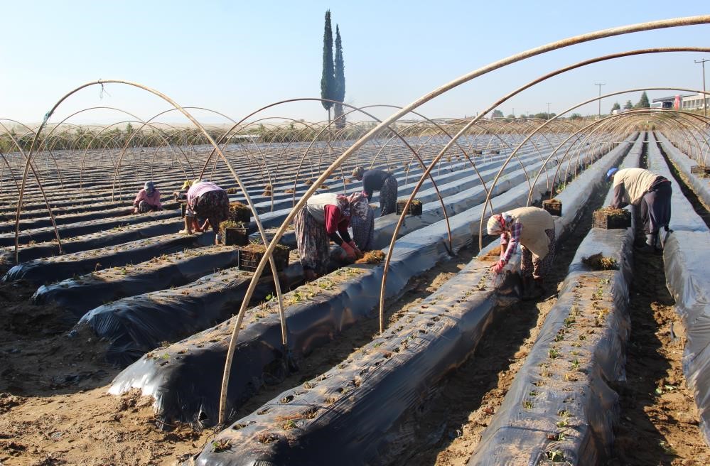 Ortaca ve Köyceğiz İlçelerinde Çilek Üretimi Yükselişe Geçiyor