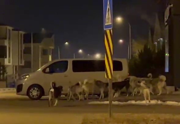 Korkutucu Görüntülerle Erzurum’da Dolaşan Sokak Köpekleri