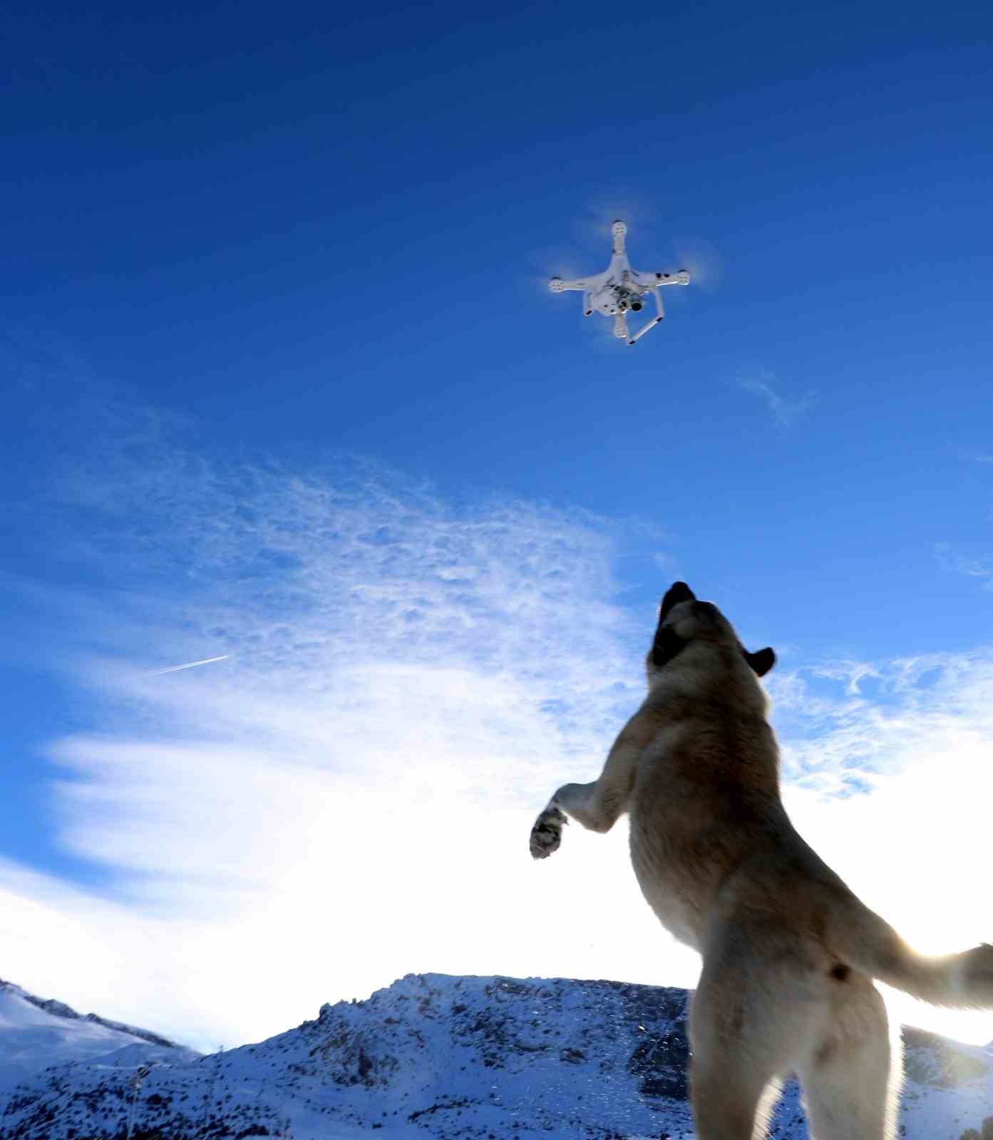 Köpeğin havadaki droneyi yakalamaya çalışmasıyla ilginç bir görüntü oluştu