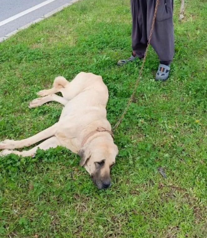 Otomobilin çarptığı ve kaçan köpek sağlık hizmeti alıyor.